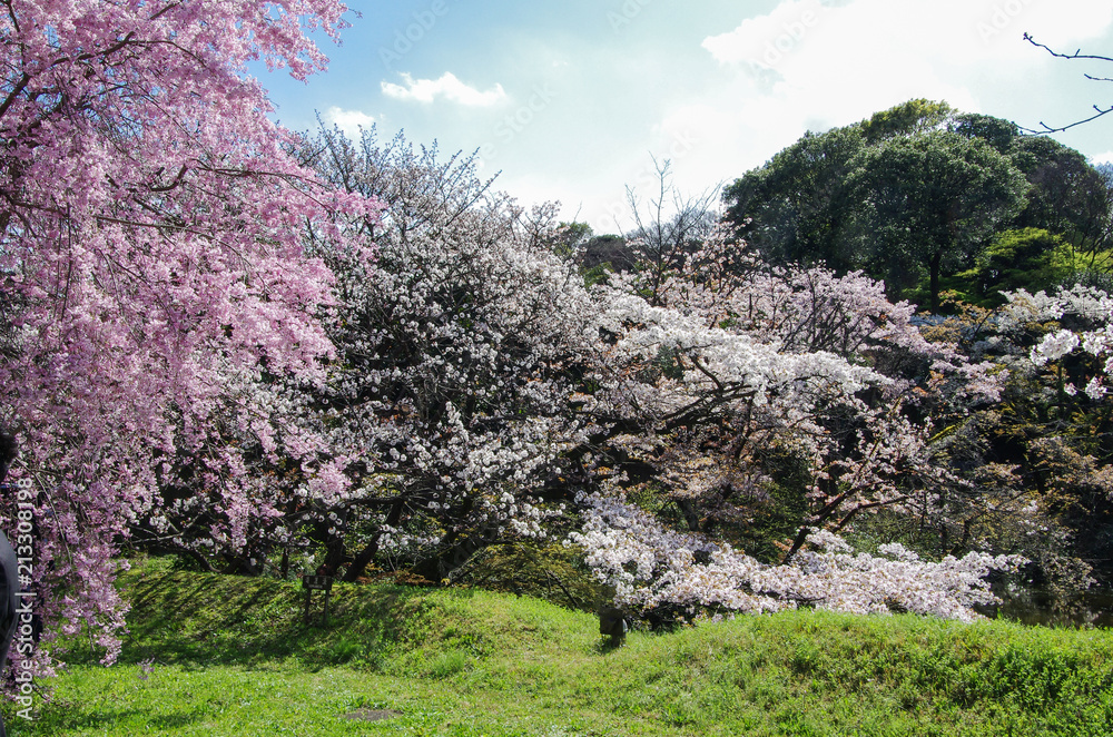 Cherry Blossoms at the Dokanhori in Imperial Palace Cherry Blossoms at the Dokanhori in Imperial Palace
