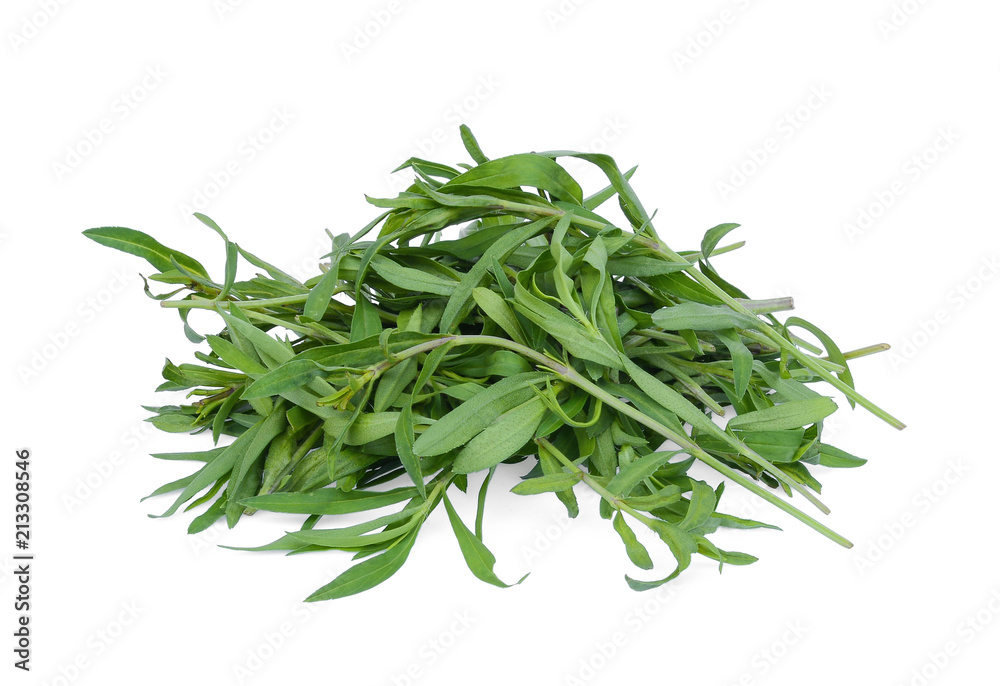french tarragon isolated on white background french tarragon isolated on white background