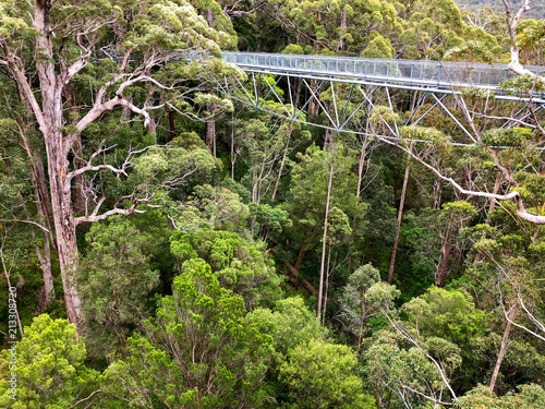 View of Tree Top Walk at Valley of the GIANTS at Walpole-Nornalup National Park, Western Australia. photo