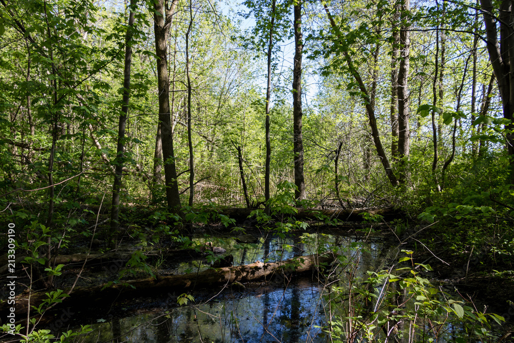 Standing water in a forest in the Domaine Saint-Paul in Montreal, Quebec, Canada. Standing water in a forest in the Domaine Saint-Paul in Montreal, Quebec, Canada.