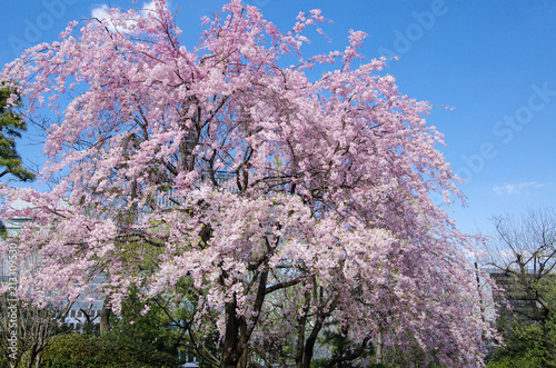 Cherry Blossoms in the Blue Sky