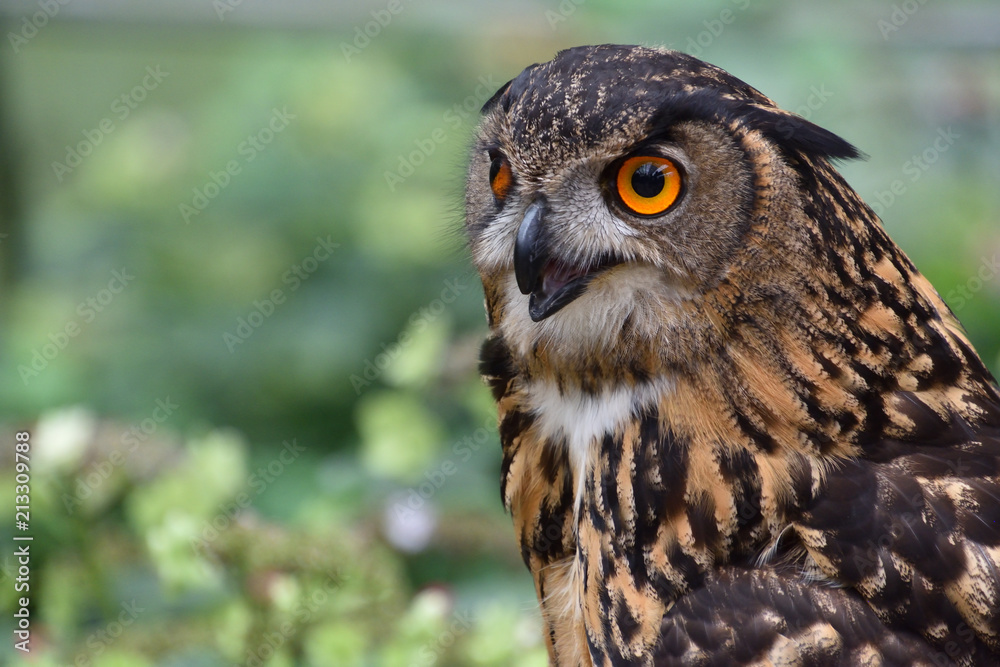 Naklejka premium ユーラシアワシミミズク