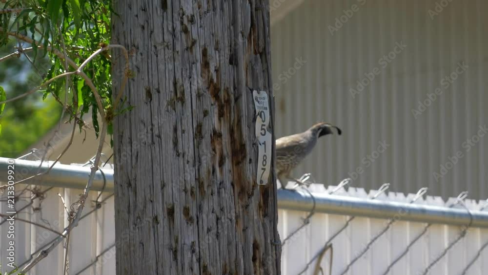 Quail slips while walking on fence. Quail slips while walking on fence.