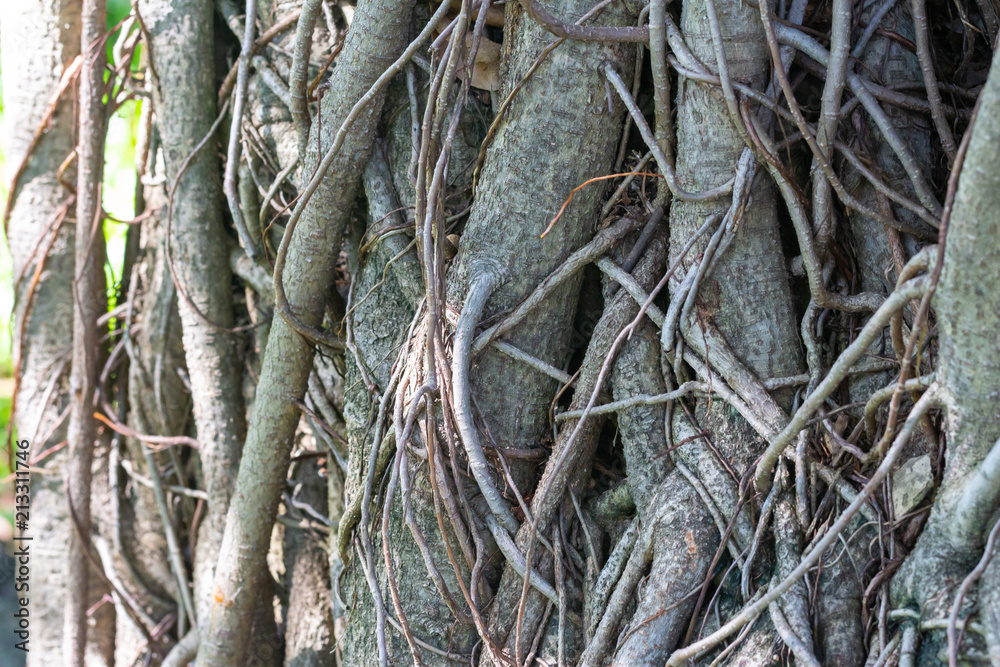 the banyan detail of root.