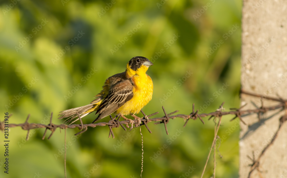 Black-headed Bunting sitting