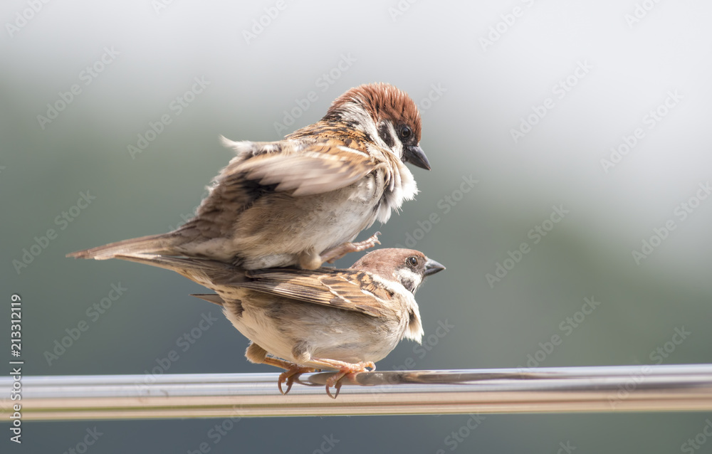 Fototapeta premium Tree sparrow pair copulation