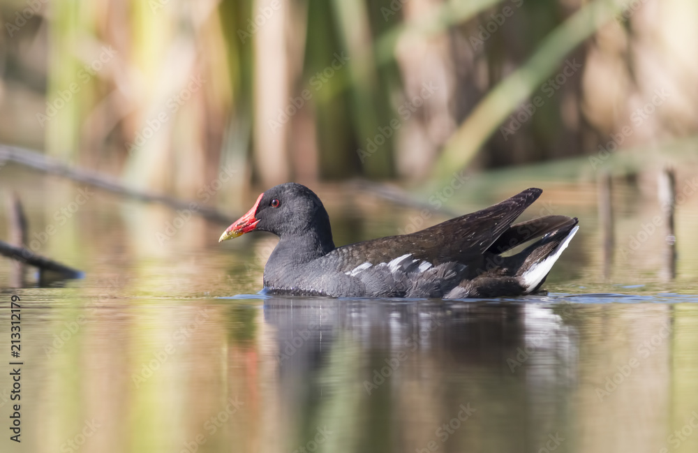 Moorhen (Gallinula chloropus) Moorhen (Gallinula chloropus)