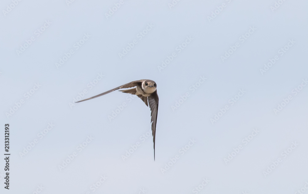 Obraz premium Sand martin flying