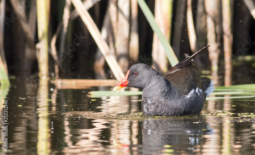 Valokuva Moorhen (Gallinula chloropus)
