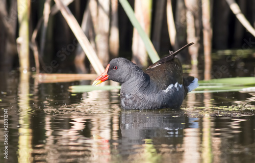 Schilderij op canvas Moorhen (Gallinula chloropus)