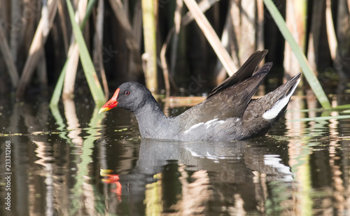 Schilderij op canvas Moorhen (Gallinula chloropus)