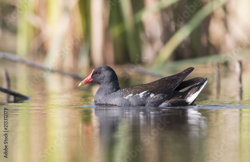 Valokuva Moorhen (Gallinula chloropus)