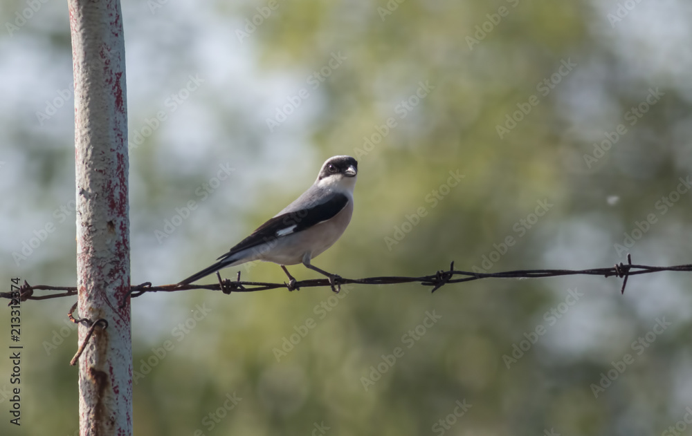 Obraz premium Lesser Gray Shrike