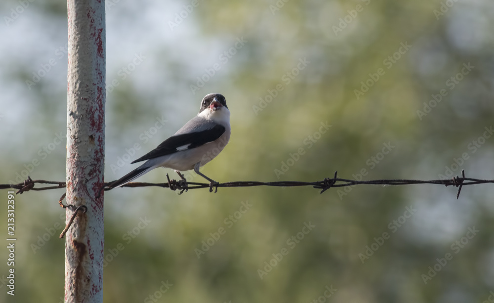 Fototapeta premium Lesser Gray Shrike