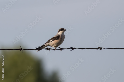 Lesser Gray Shrike