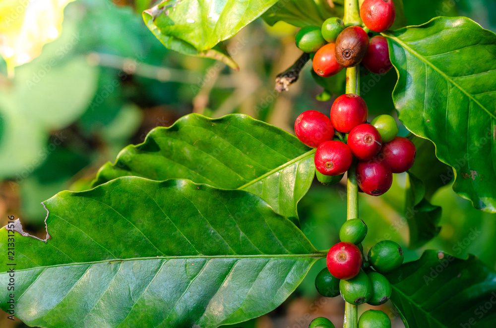Close up fresh organic red raw and ripe coffee cherry beans on tree plantation Close up fresh organic red raw and ripe coffee cherry beans on tree plantation