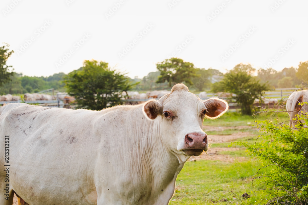 Beautiful white cow walking in rural with sunset sky,traditional agricultural in Thailand. Beautiful white cow walking in rural with sunset sky,traditional agricultural in Thailand.