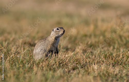 Gorgeous and cute ground squirrel