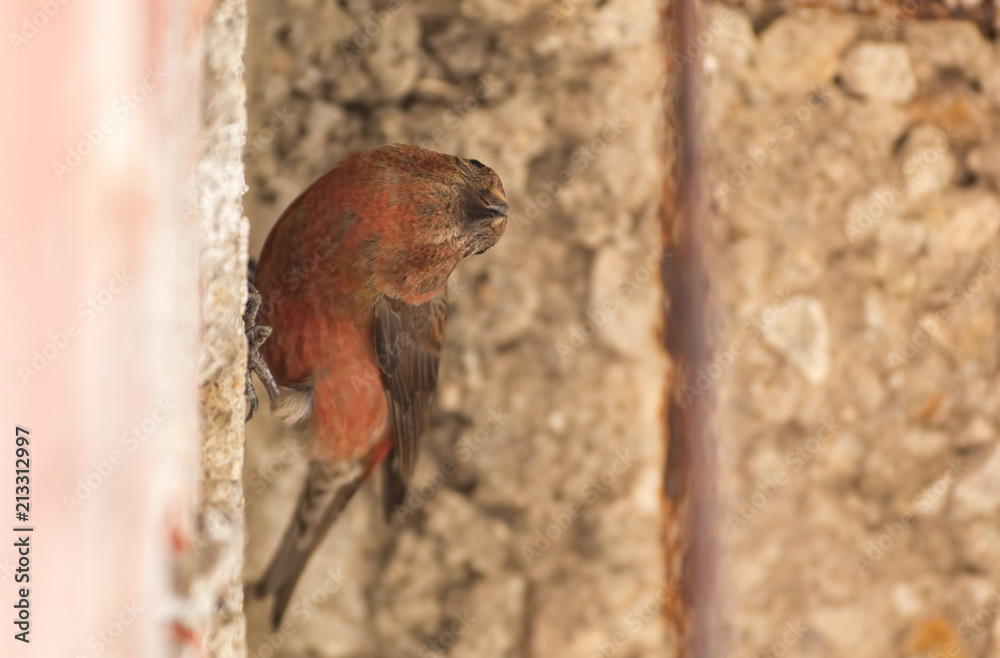 Fototapeta premium Common Crossbill