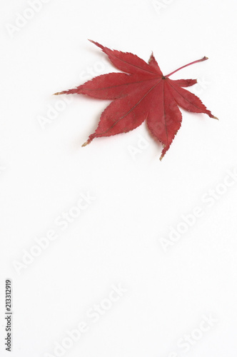 紅葉したモミジの葉