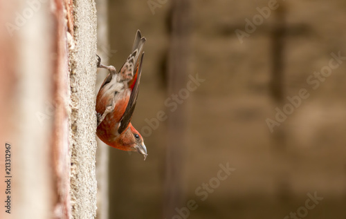 Common Crossbill photo