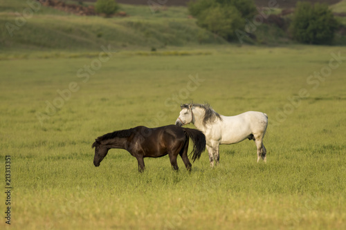 Wild Horse Stallions Fighting © georgigerdzhikov