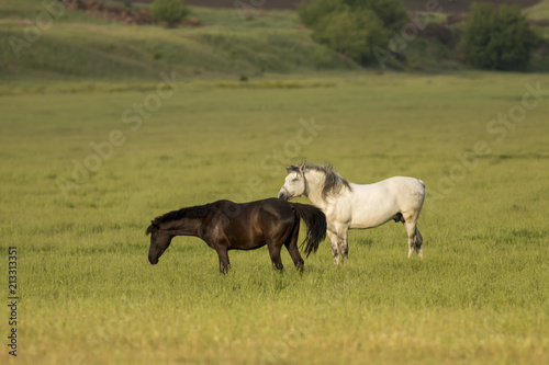 Wild Horse Stallions Fighting