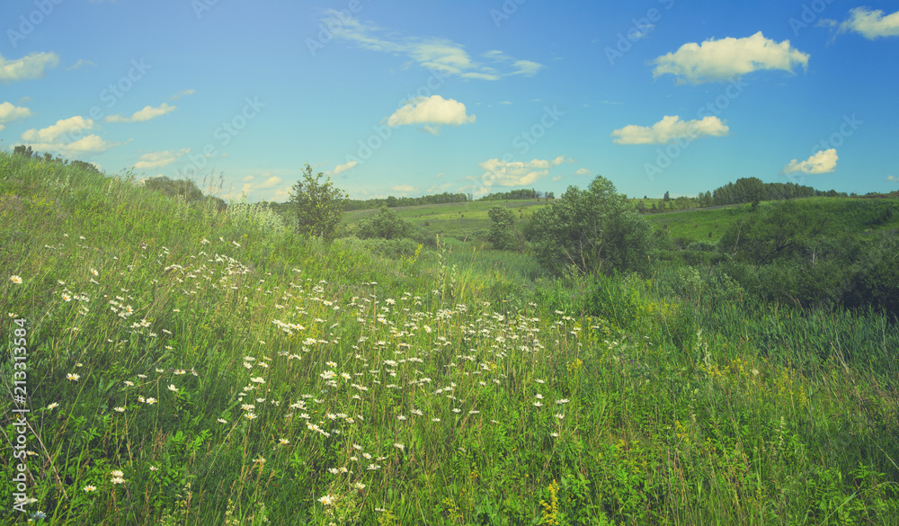 Sunny summer landscape with wild growing daisies Sunny summer landscape with wild growing daisies