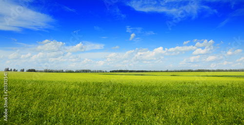 Sunny summer country landscape with yellow blooming rapeseed fields on a background of beautiful blue sky with clouds.