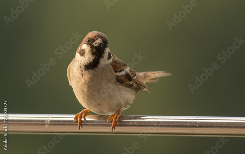 Tree sparrow pair copulation