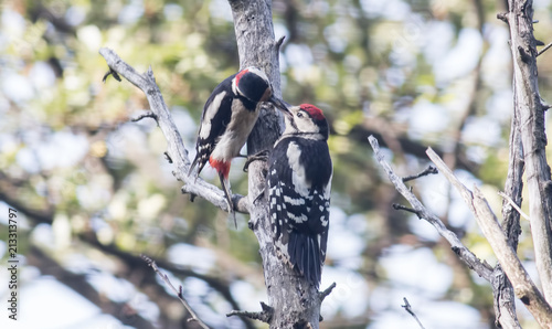 Adult Great spotted woodpecker feed young
