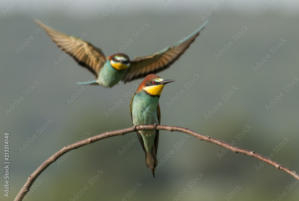 Fototapeta premium The European Bee-eater stiing on branch
