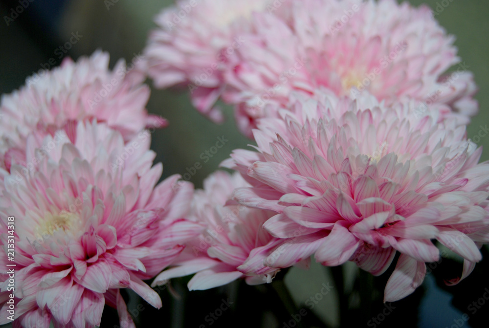 flower flower