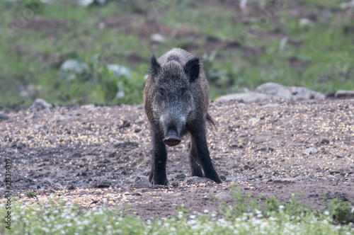 Wild boar on field