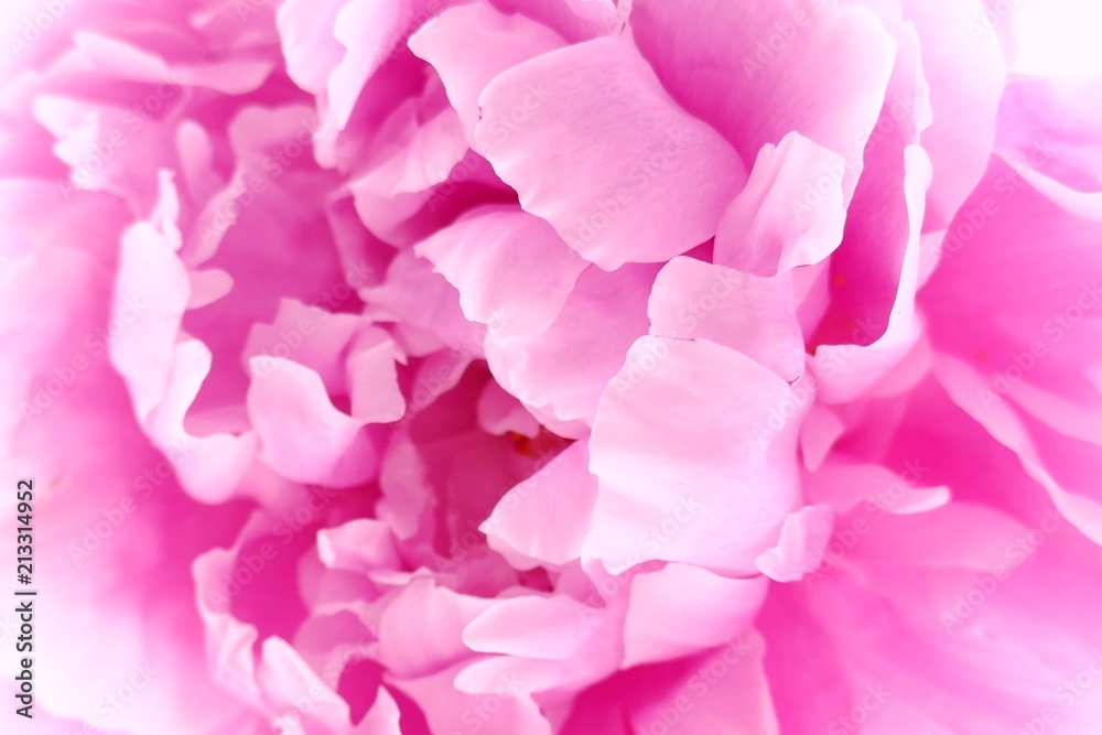 Peony flower. Pink Peony Macro.Floral natural background