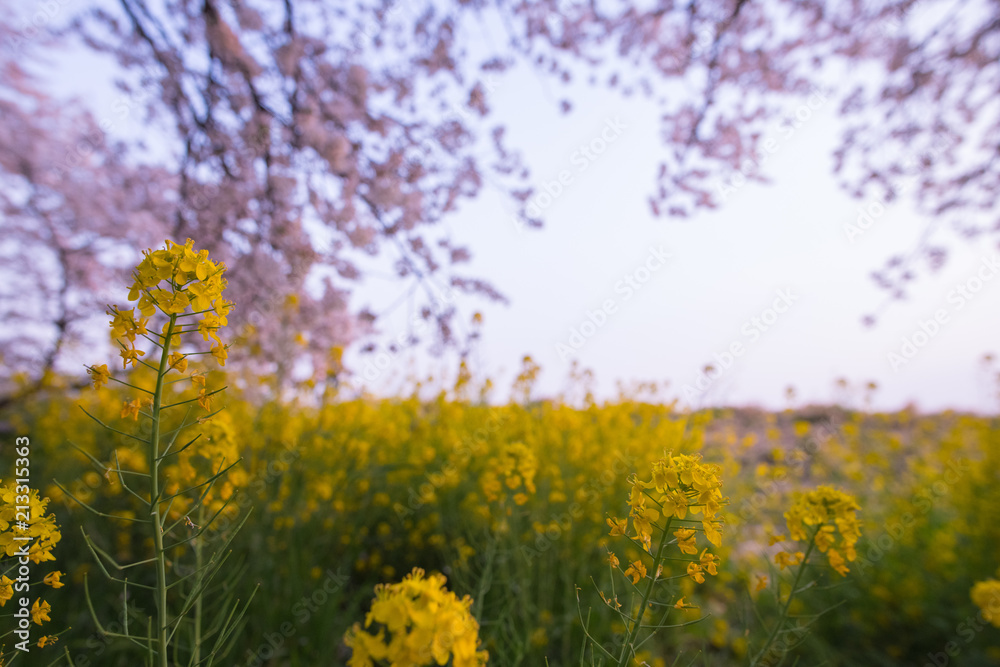 very beautiful yellow flower with sakura in background