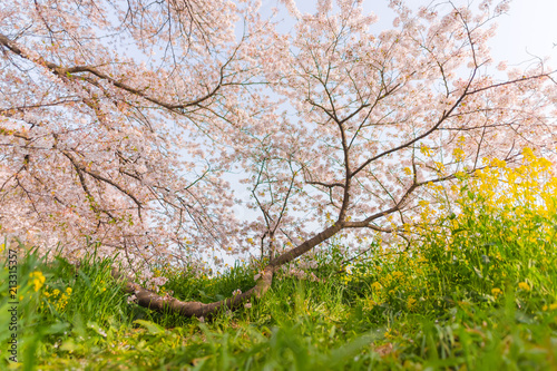 very beautiful japan sakura cherry blossom