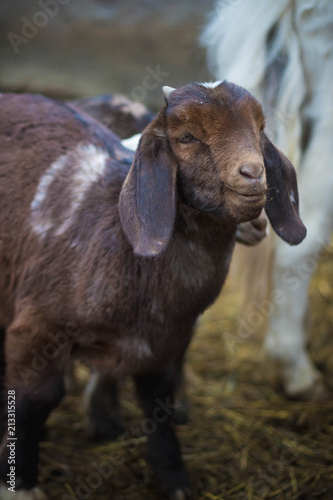A baby goat on a farm