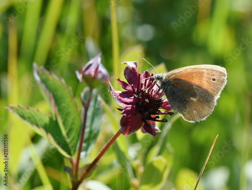 The large heath common ringlet butterfly Coenonympha tullia sitting on a marsh cinquefoil photo