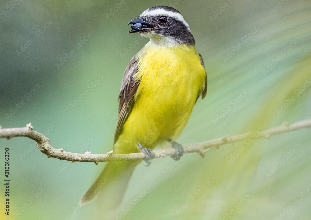 Fototapeta premium Yellow bird in Colombia