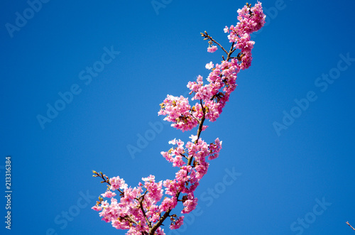 Kawadu Cherry Blossoms in the Blue Sky