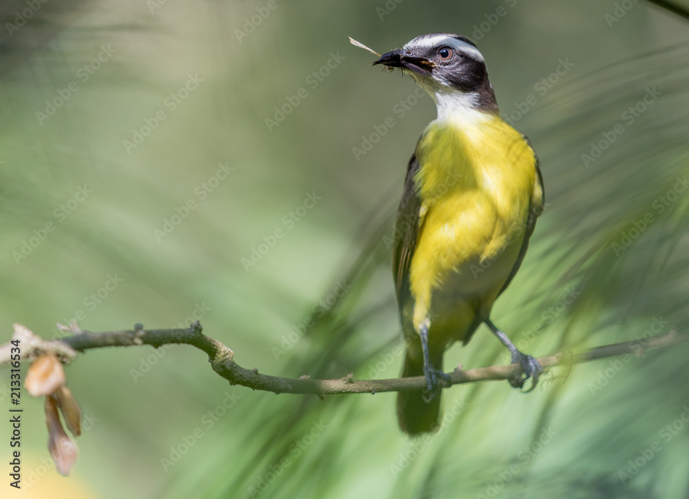 Fototapeta premium Yellow bird in Colombia