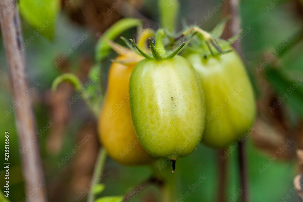 Three small baby green peppers huddled together in a group still yellow and green maturing yet Three small baby green peppers huddled together in a group still yellow and green maturing yet