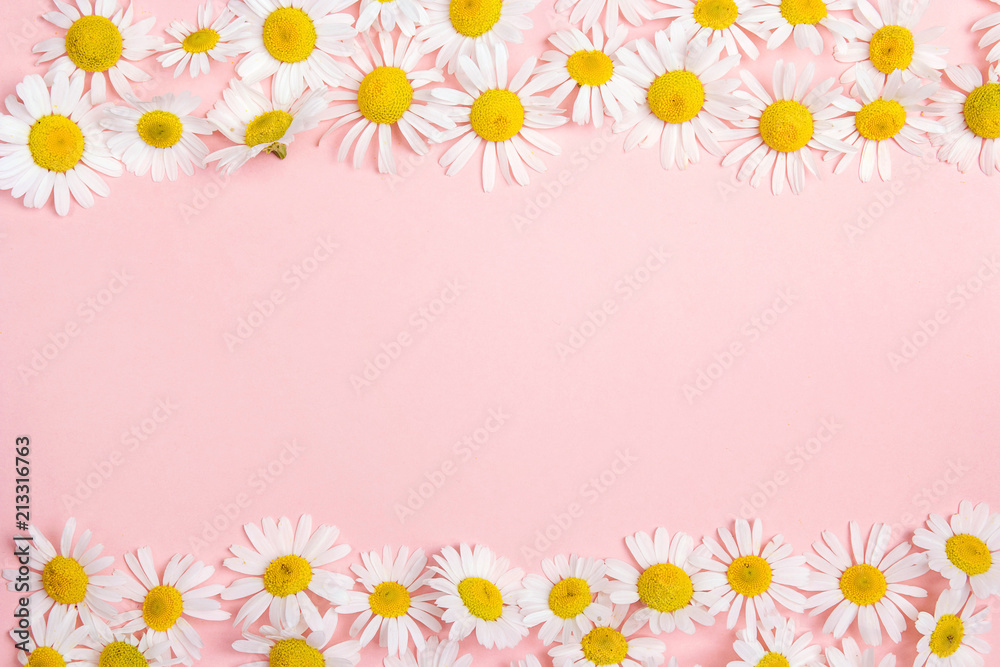 Chamomiles border with copy space on pink background.