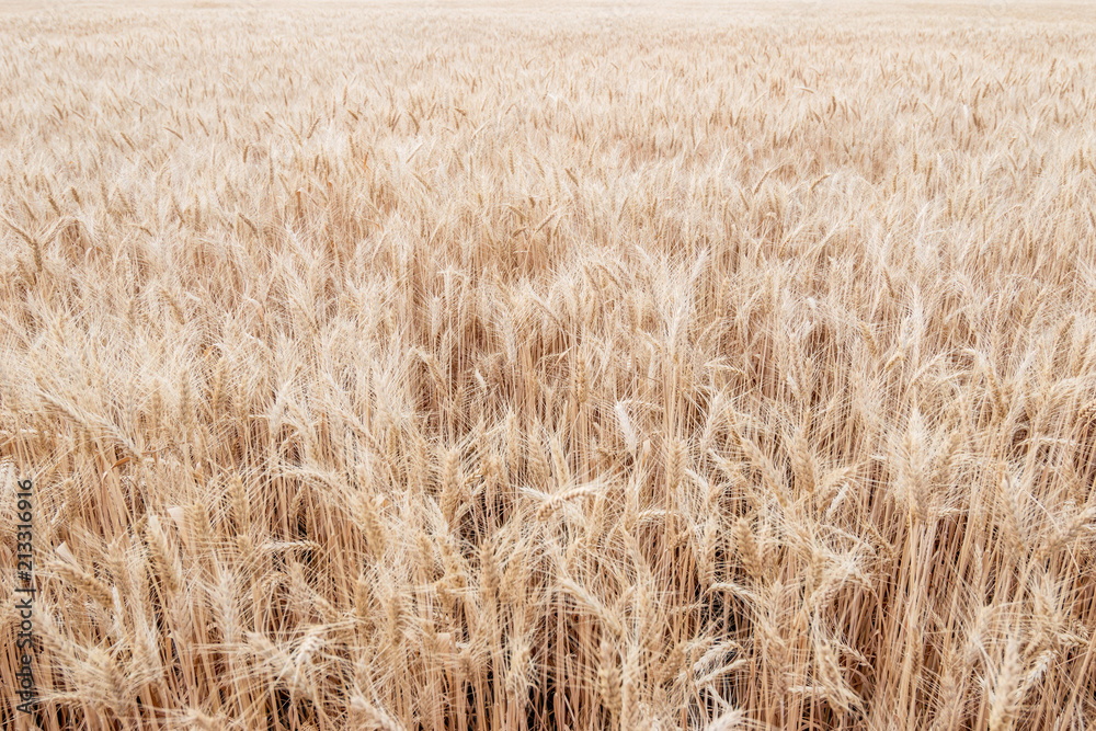 Background from the field of ripe wheat Background from the field of ripe wheat