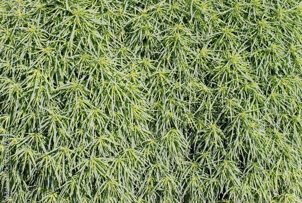 Background of natural green plants.