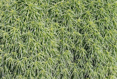 Obraz na płótnie Background of natural green plants. w salonie