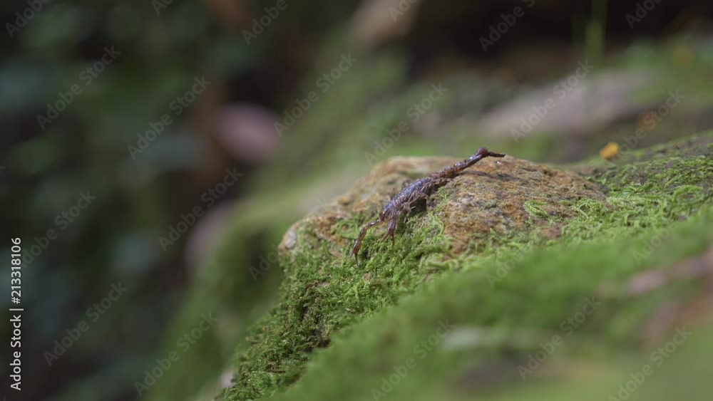 Scorpion walking over rock and then downwards out of frame - shallow depth of field Scorpion walking over rock and then downwards out of frame - shallow depth of field