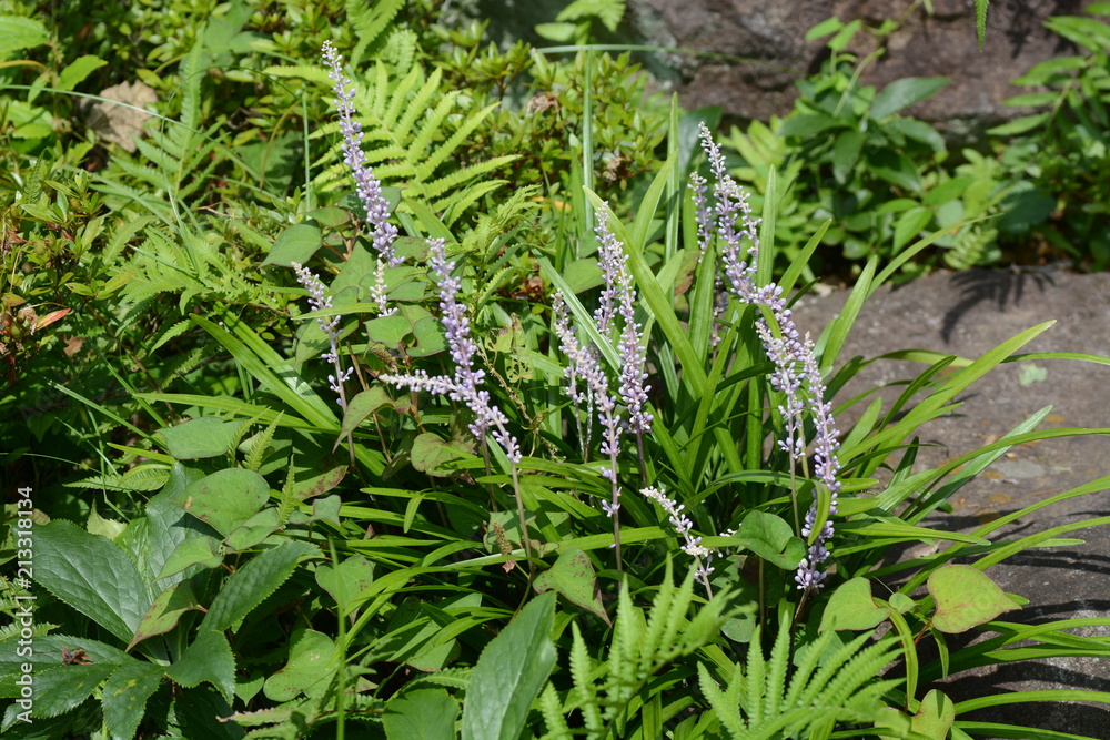 Liriope muscari flowers