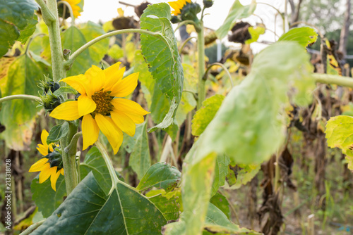 Fototapeta Naklejka Na Ścianę i Meble -  field of fading sunflowers